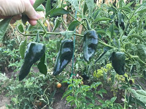 Poblano Pepper – Sandia Seed Company