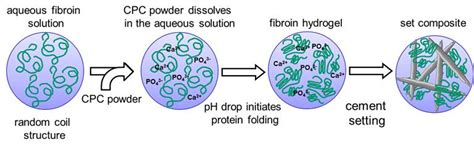 Frontiers Dual Setting Calcium Phosphate Fibroin Cements