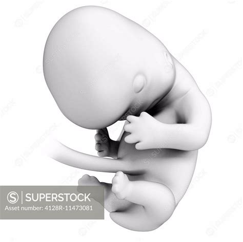 Human Fetal Development Month Computer Artwork Superstock