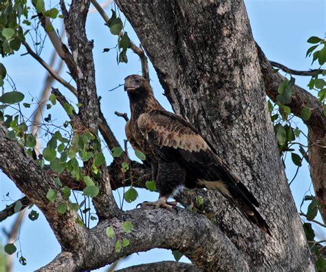 Wedge-tailed Eagle - BirdForum Opus | BirdForum