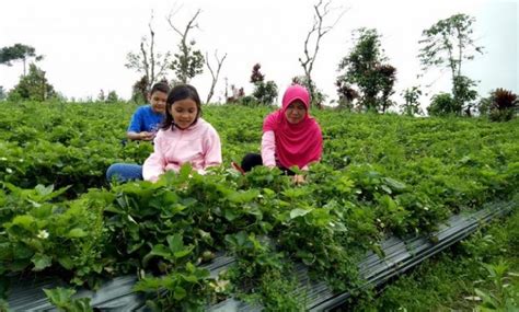 18 Tempat Wisata Bengkulu Paling Populer Yang Wajib Dikunjungi Wisatahits