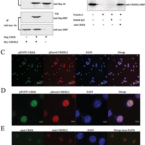 Effects Of CREBL2 On The Transcriptional Activity Of CREB And Effects