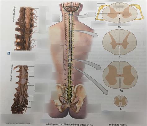 Gross Anatomy Of The Adult Spinal Cord Diagram Quizlet