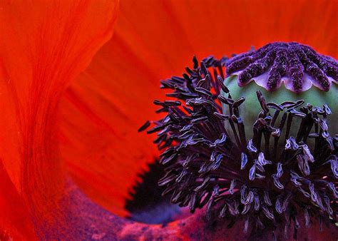 Hot Photograph By Shannon Gresham Fine Art America