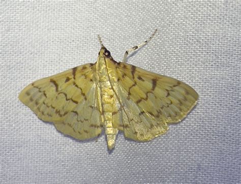 Mothing 101 – National Moth Week