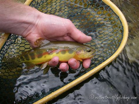 Native Trout Fly Fishing: California Golden Trout