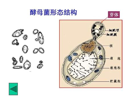 酵母菌形态特征手绘图 图库 五毛网