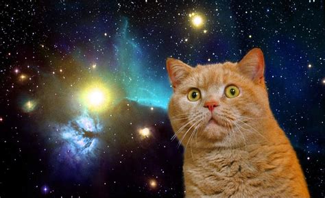 🔥 [40+] Space Kitty Wallpapers | WallpaperSafari