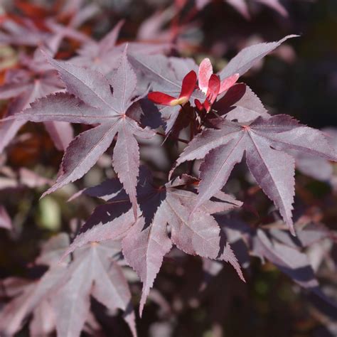 Erable Du Japon Bloodgood Acer Bio Le Bourgeon Gardencenter Ch