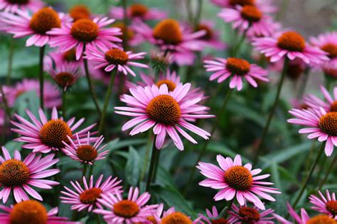 Natures Best Kept Beauty Secret Echinacea FabFitFun