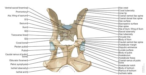 Canine Osteology Illustrations Normal Anatomy Vet Anatomy