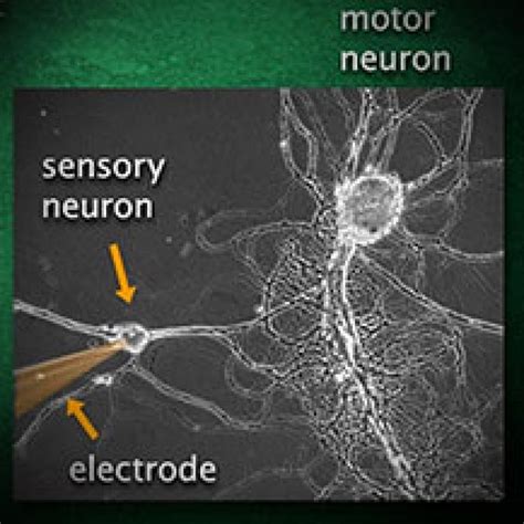 Electrical Activity Of Neurons