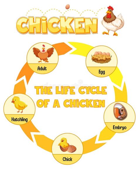 Science Of Chicken Life Cycle Stock Vector Illustration Of Chicken