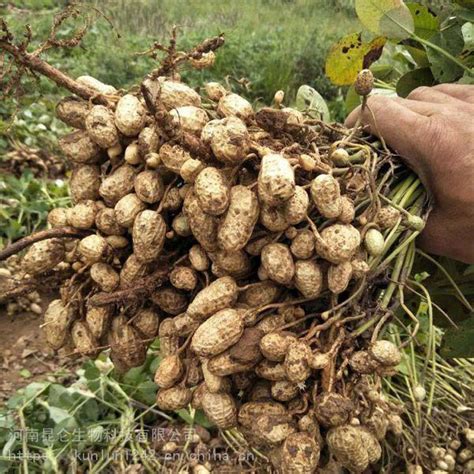 花生增产三遍肥料花生专用肥厂家花生高产增产套餐厂家直销价格厂家多少钱 全球塑胶网