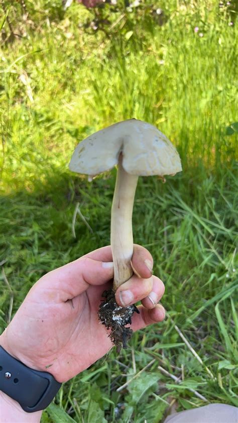 Common Gilled Mushrooms And Allies From Portland On May At