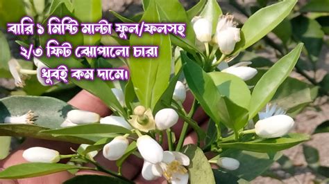 বারি ১ মিষ্টি মাল্টা ফুল ও ফলসহ ২৩ ফিট ঝোপালো চারা । পয়সা মাল্টা । মিষ্টি মাল্টা । Digital