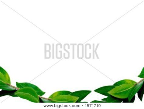 leaves border bottom image photo  trial bigstock