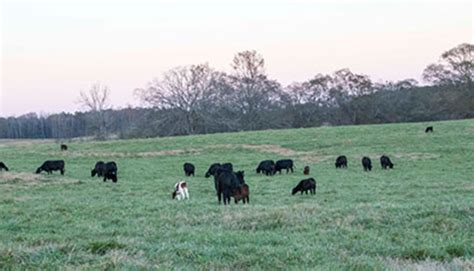 The Complexities Of Tall Fescue Hay And Forage Magazine