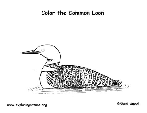 Loon (Common) – Coloring Nature