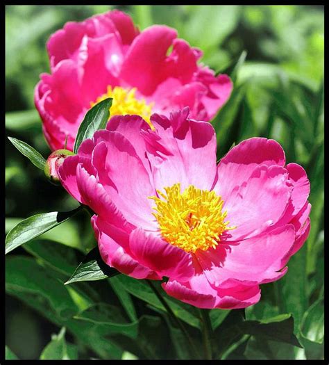 Japanese peonies 2 by TheCuriousGabie on DeviantArt