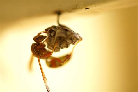 Dealing With Wasp Nests What You Should Know