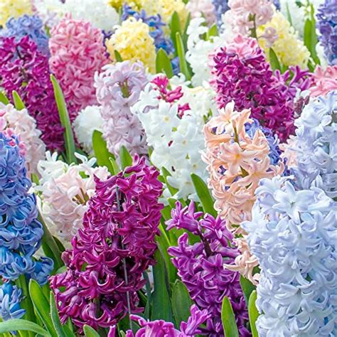 Hyacinthus Orientalis How To Grow Care