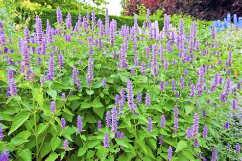 Hyssop: The Biblical Cleansing Herb