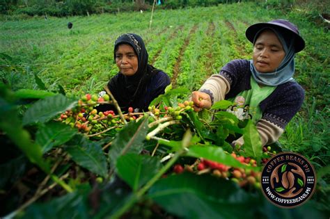 Why You Should Support Philippine Coffee