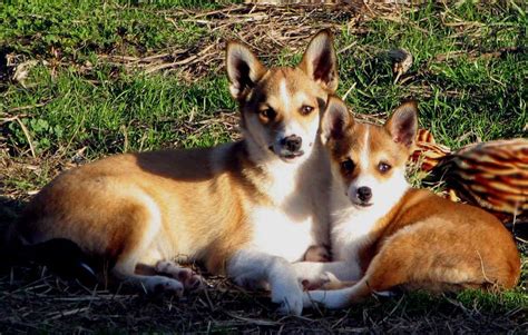 Lundehund - Dogs breeds