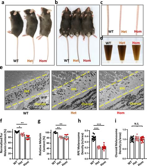 Tpcn R C Knock In Mice Exhibit Hypopigmentation Ac R C In Human