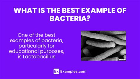 Bacteria - Definition, Lists, Types, Structure, Classification ...