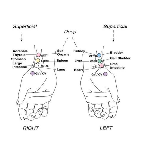 The Best Pulse Points Diagram References - Bigmantova