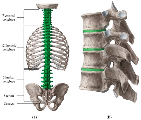 Lumbar Vertebrae Anatomy