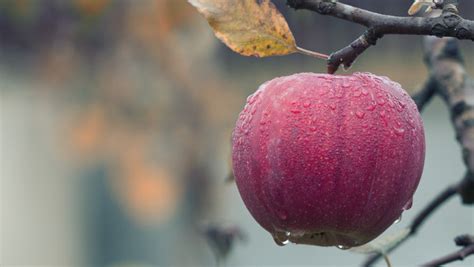 Fresh and sweet apple fruit | HD wallpaper, free image, 4K, desktop ...