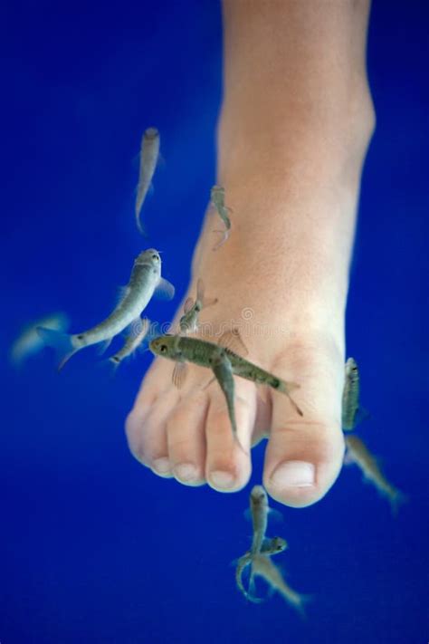 Fish Spa Pedicure Massage Treatment Closeup Of Foot And Fish In Stock