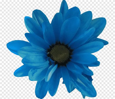 Cut Flowers Cobalt Blue Petal Flower Blue Color Png Pngegg