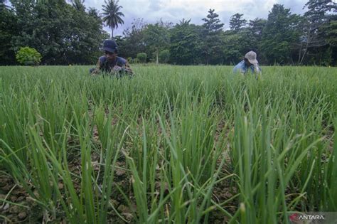 BRIN Kembangkan Teknologi Budi Daya Bawang Merah ANTARA News