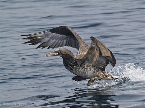 Ganso Patola Ganso Patola Northern Gannet Morus Bassan Flickr