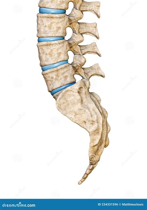 Sacrum Lateral View Stock Photo CartoonDealer 76446120