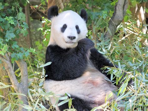 Urso Panda Caracter Sticas Reprodu O Alimenta O Habitat Extin O