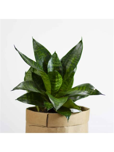 Bird Nest Snake Plant Sansevieria Trifasciata Hahnii