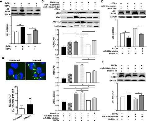 Frontiers Microrna 106a Inhibits Autophagy Process And Antimicrobial