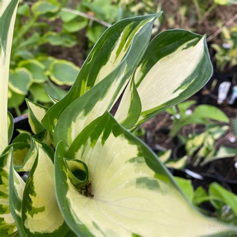Hosta hybrid Fire and Ice