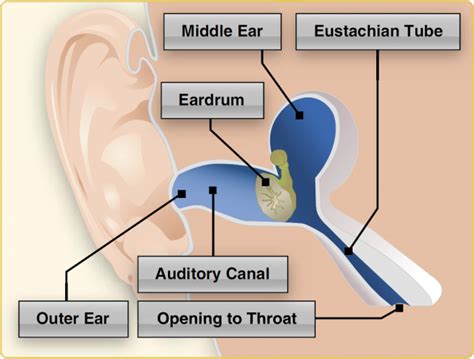 Ear And Sinus Diagram