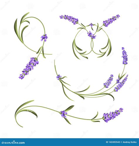 Lavender Flowers, Butterflies, Rural Farm - Provencal House, Violet