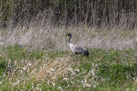 Kraniche Beobachten Kranichrast In Linum In Brandenburg