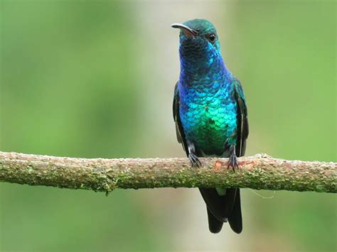 Shining-green Hummingbird Species - Hummingbirds Plus