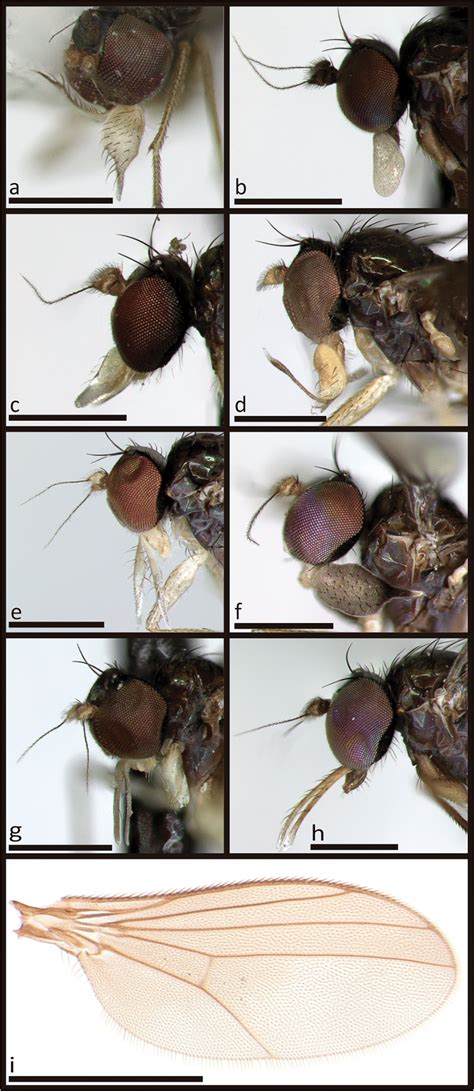 Male Palpus And Wing Of Chrysotus A Chrysotus Coquitos N Sp B Download Scientific Diagram