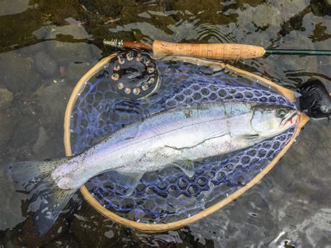 Cherry Salmon Yamame Or Sakura Masu Tokyo Fly Fishing And Country