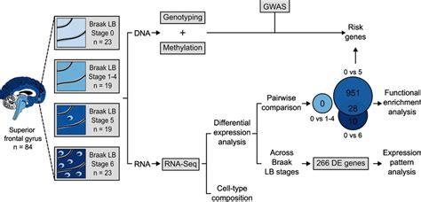 Study overview. In this study, the frontal cortex was sampled in a ...